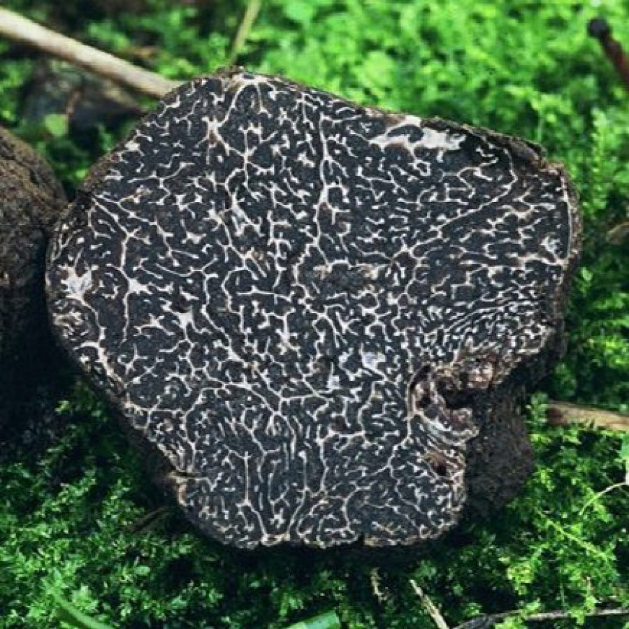 Truffes noires précieuses (Tuber Melanosporum)