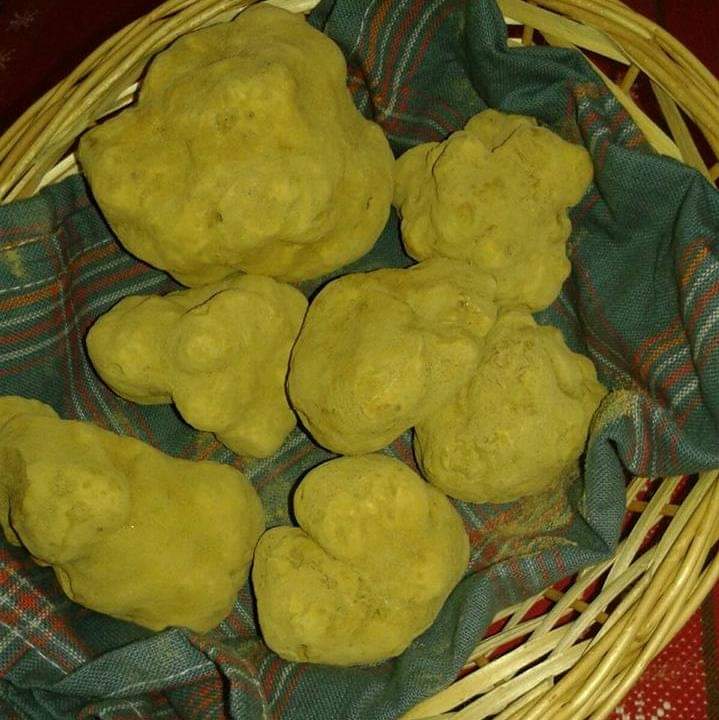 Truffes Blanches de Miel - (des Sables) - (Terfezia terfezioides)