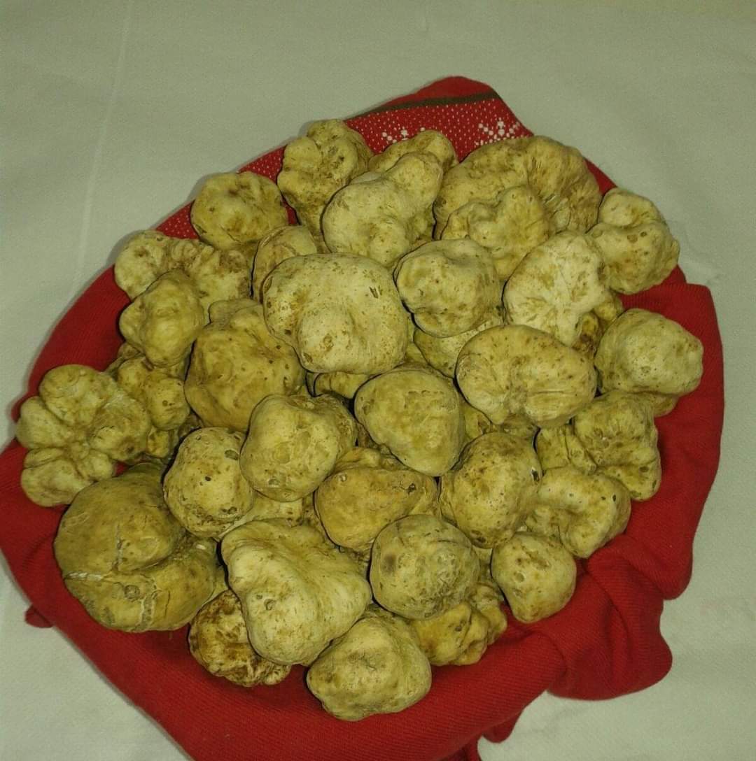Truffes Blanches de Miel - (des Sables) - (Terfezia terfezioides)