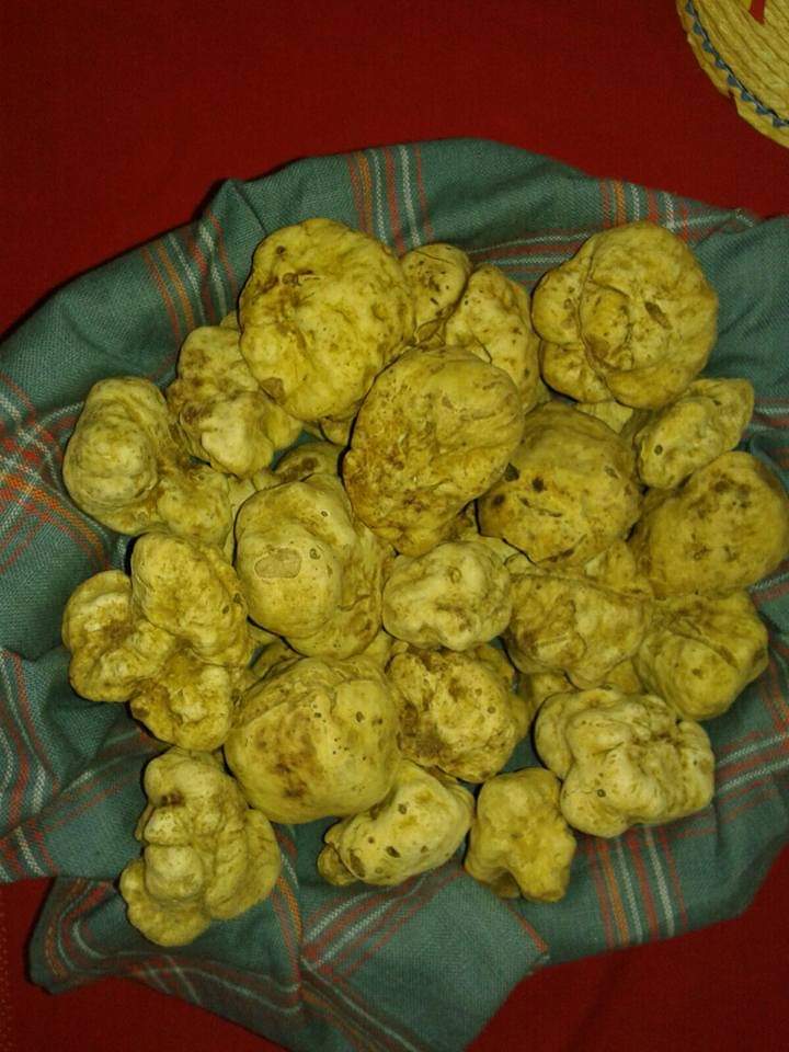 Truffes Blanches de Miel - (des Sables) - (Terfezia terfezioides)