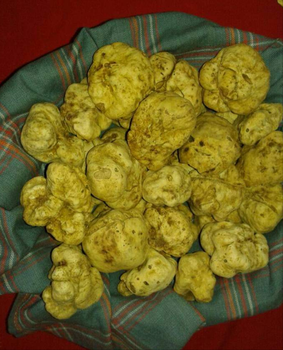 Truffes Blanches de Miel - (des Sables) - (Terfezia terfezioides)