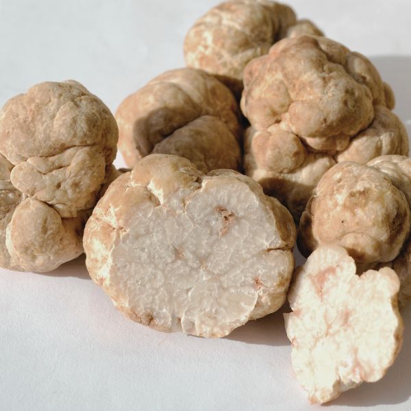 Truffes Blanches de Miel - (des Sables) - (Terfezia terfezioides)