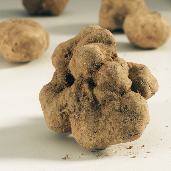 Truffes Blanches de Miel - (des Sables) - (Terfezia terfezioides)