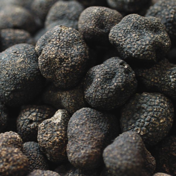 Truffes noires d'été (Tuber Aestivum)