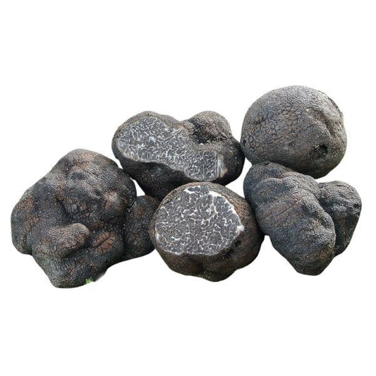 Truffes noires à grosses spores - (Tuber Macrosporum)